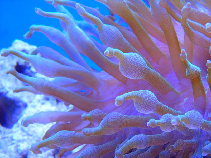 色彩斑斓的海葵图片(8张)
