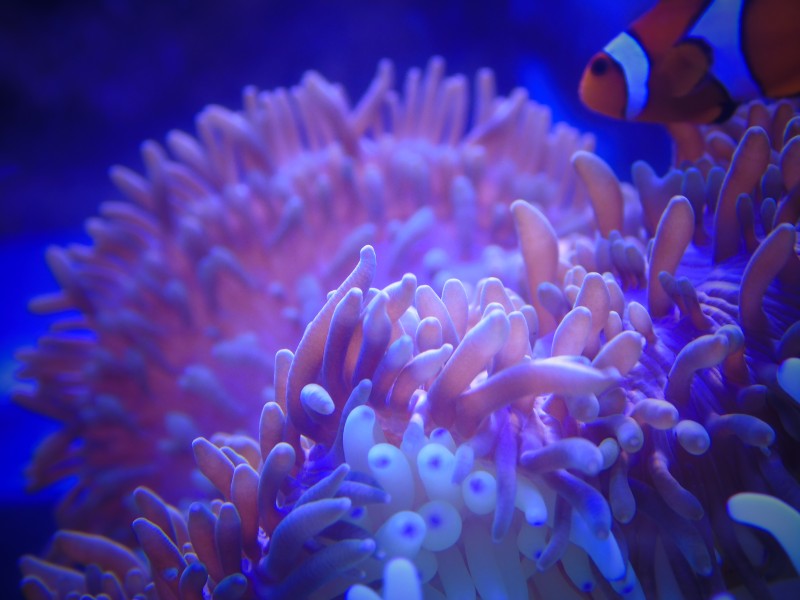 色彩斑斓的海葵图片(8张)