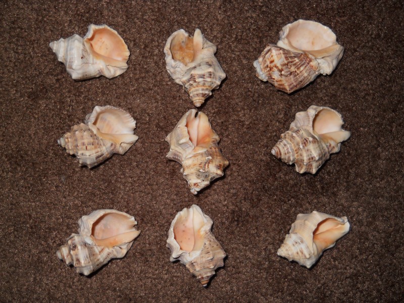 形状各异的海螺图片(10张)