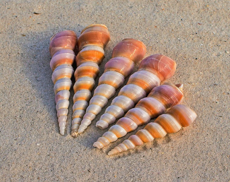 形状各异的海螺图片(10张)