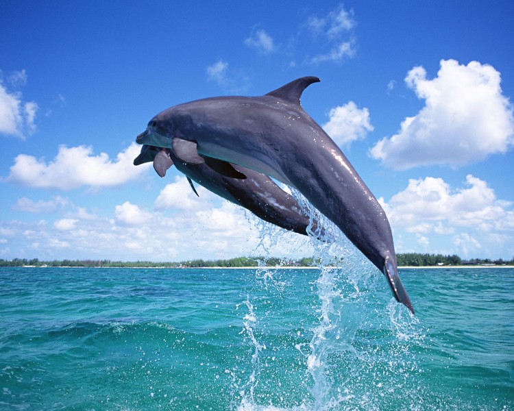 海豚图片(40张)