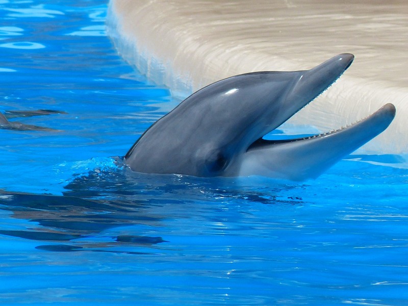 可爱的海豚图片(10张)