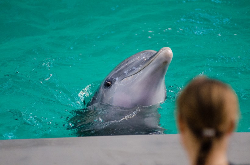 可爱的海豚图片(10张)