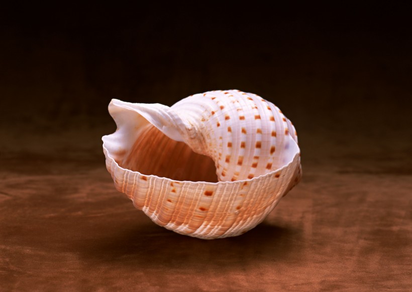 海星贝壳图片(10张)