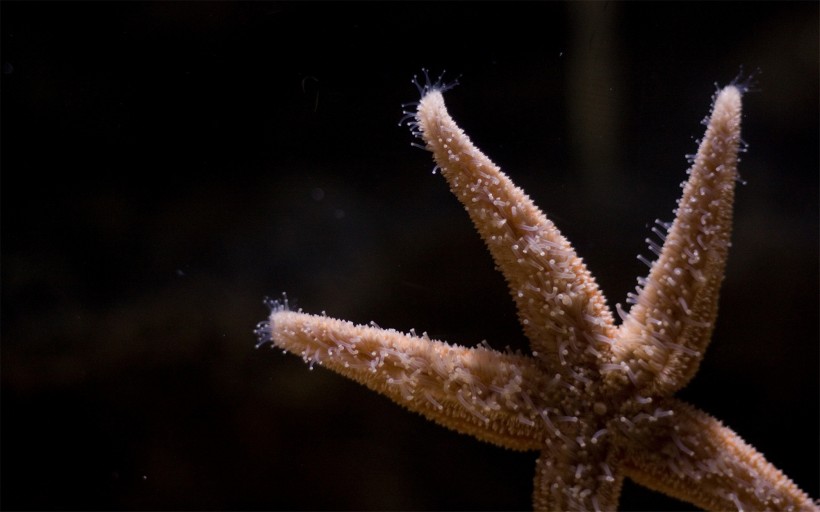 棘皮动物海星图片(15张)