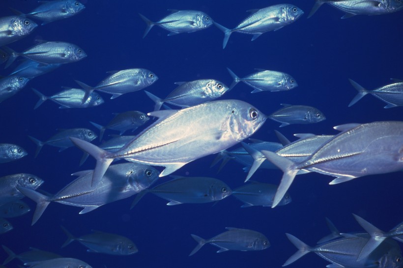 海洋浅水鱼类图片(41张)