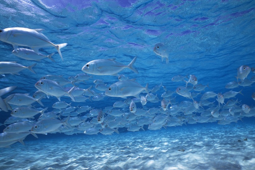 海洋浅水鱼类图片(41张)