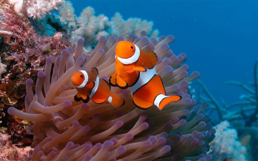 海洋里各种奇妙的海底生物图片(14张)