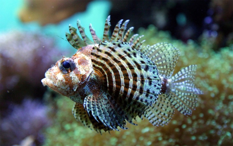 海洋里各种奇妙的海底生物图片(14张)