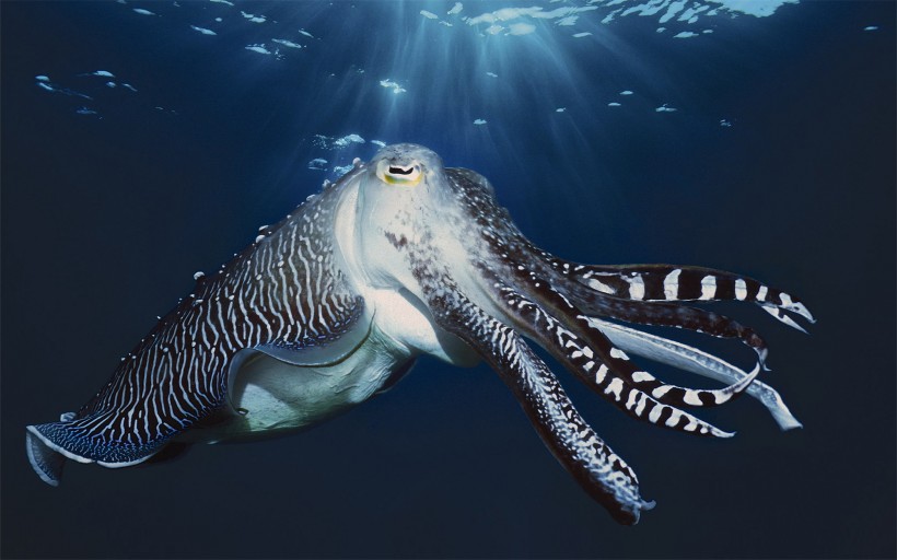 海洋里各种奇妙的海底生物图片(14张)