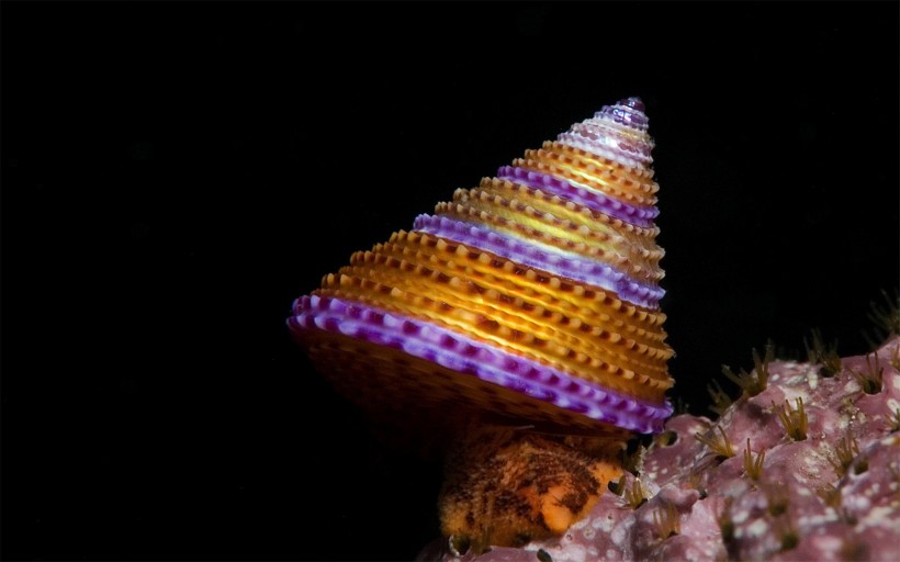 海底世界海洋生物图片(19张)