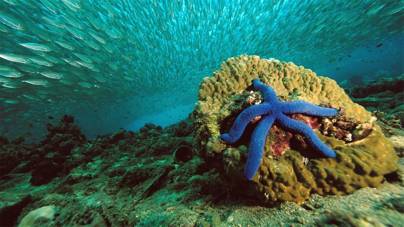 海洋生物海星图片(12张)