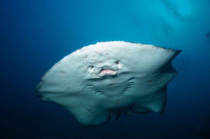 海洋鱼类生物特写图片(37张)