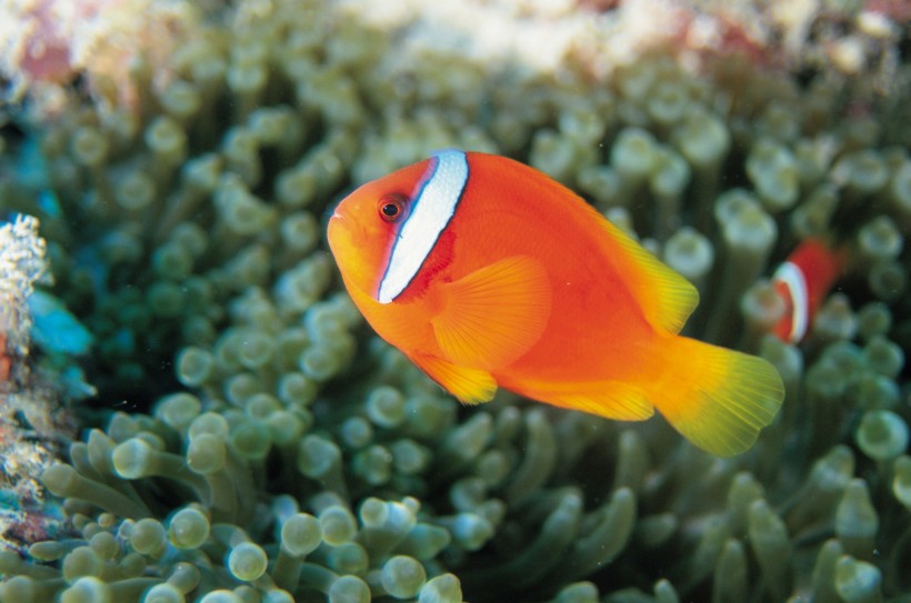 海洋鱼类生物特写图片(37张)