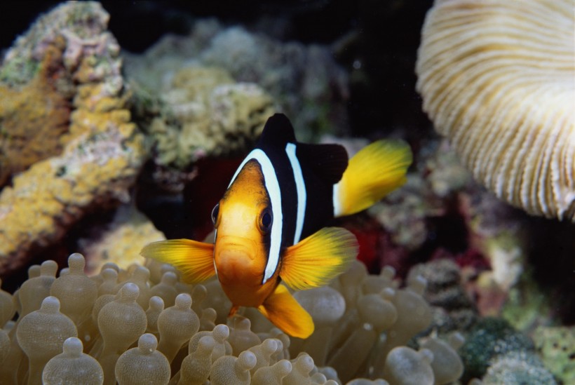 海洋鱼类生物特写图片(37张)