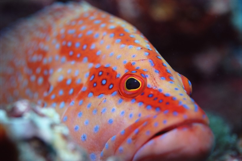 海洋鱼类生物特写图片(37张)