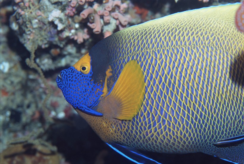 海洋鱼类生物特写图片(37张)