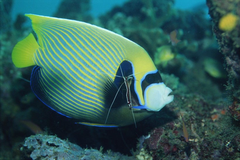 海洋鱼类生物特写图片(37张)