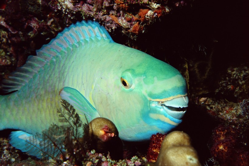 海洋鱼类生物特写图片(37张)