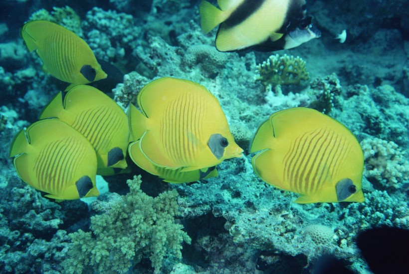 海洋鱼类生物特写图片(37张)