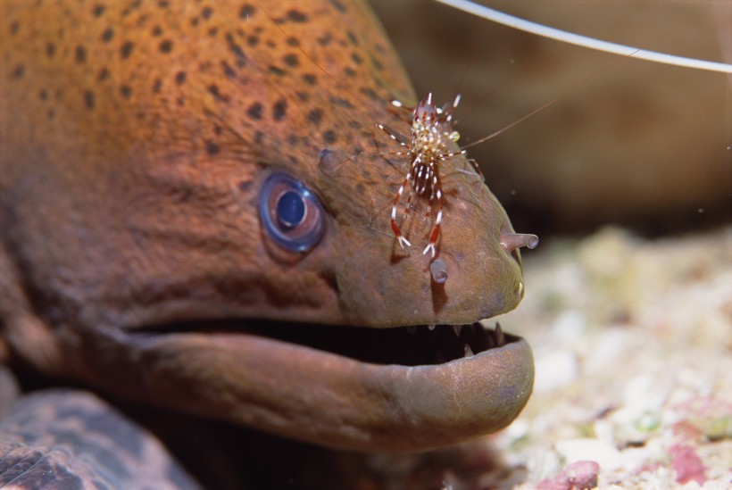 海洋鱼类生物特写图片(37张)