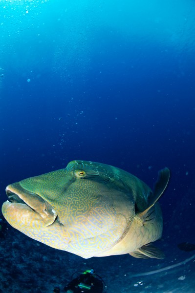 海洋鱼类生物特写图片(37张)