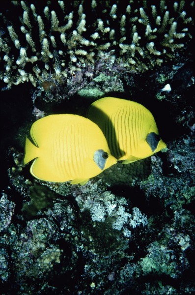 海洋鱼类生物特写图片(37张)