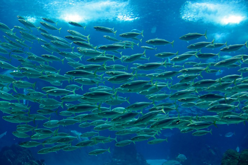 五彩斑斓的海洋鱼群图片(15张)