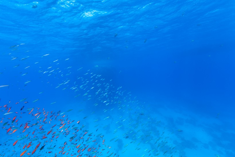 五彩斑斓的海洋鱼群图片(15张)