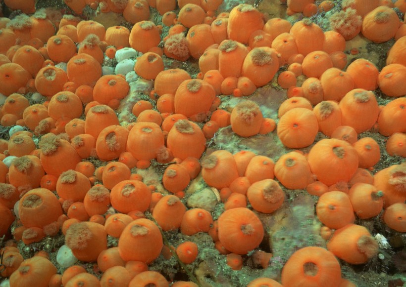 奇幻的海底生物图片(44张)