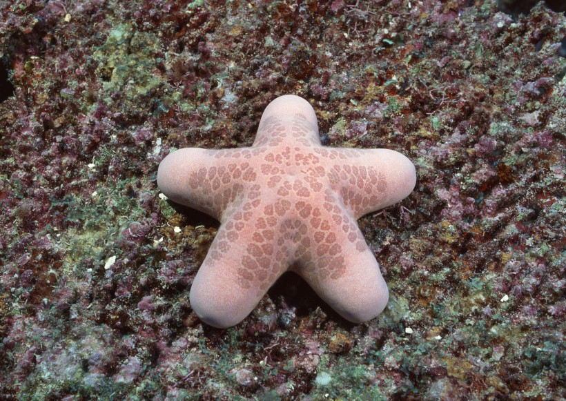 奇幻的海底生物图片(44张)