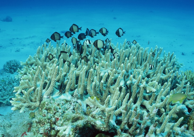 奇幻的海底生物图片(44张)