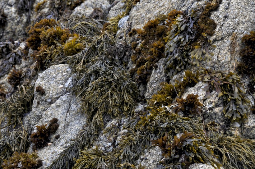 海藻图片(8张)