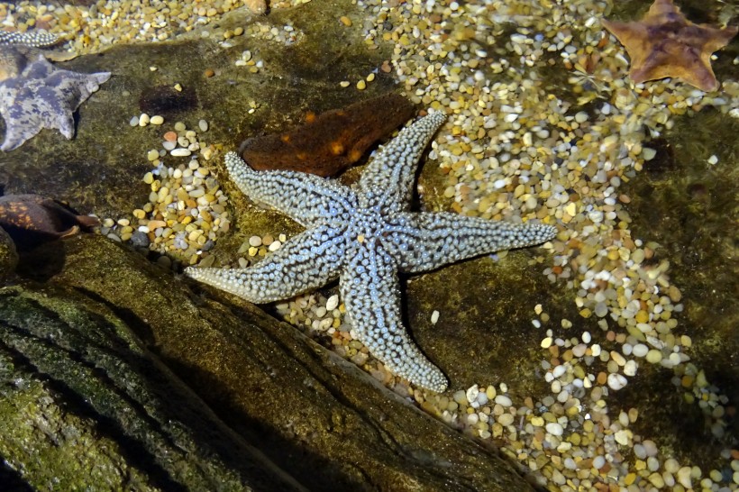 好看的海星图片(15张)