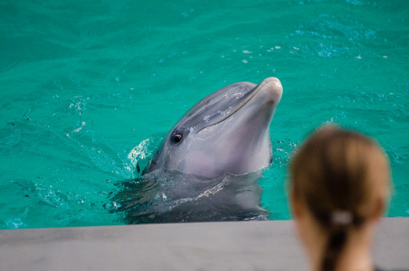 活泼可爱的海豚图片(7张)