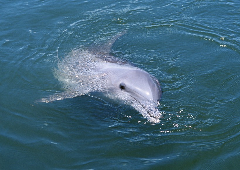 海豚图片(31张)