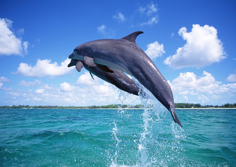 海豚图片(31张)