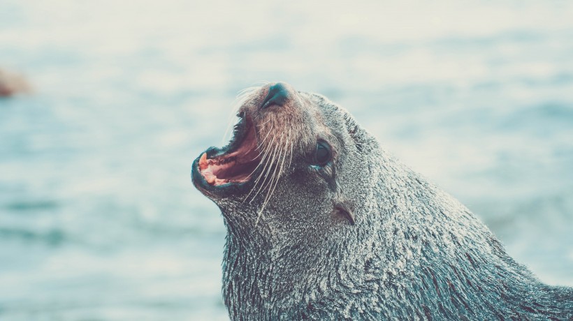 可爱的海豹图片(13张)