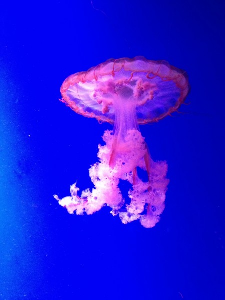 美丽漂亮的水母图片(15张)
