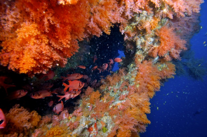 美丽海底珊瑚图片(24张)