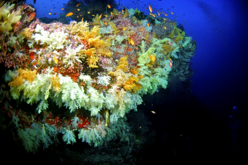 美丽海底珊瑚图片(24张)