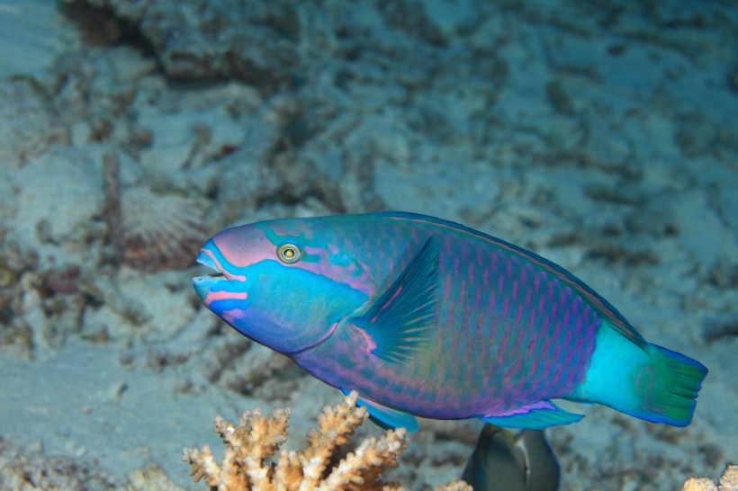 色彩鲜艳的热带海洋鱼图片(15张)