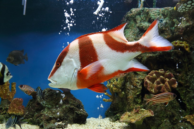 色彩鲜艳的热带海洋鱼图片(15张)