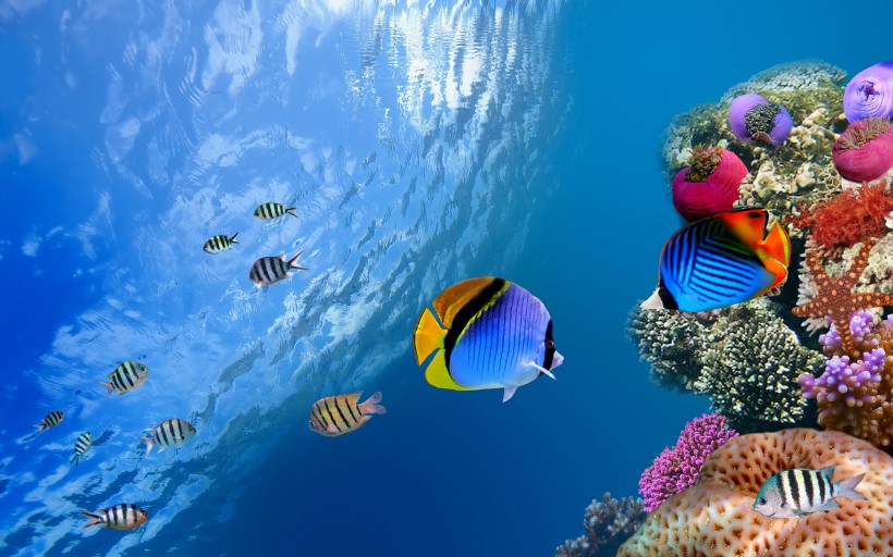 可爱热带鱼图片(8张)