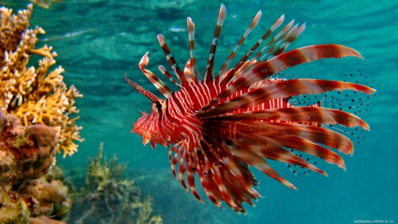 可爱热带鱼图片(8张)