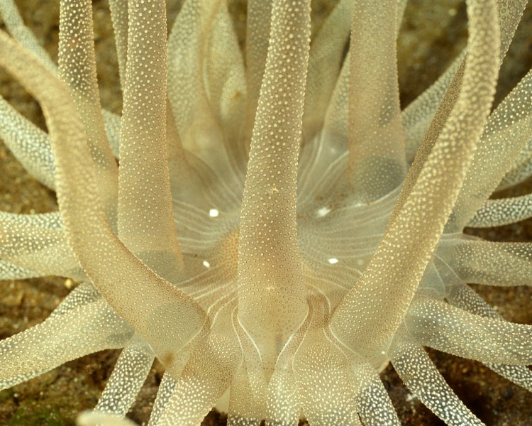 珊瑚海葵图片(20张)