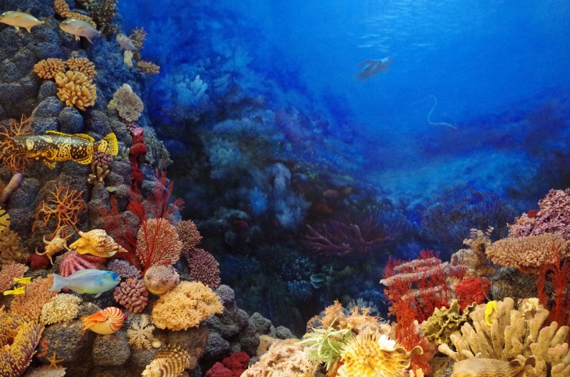 海底的珊瑚图片(15张)