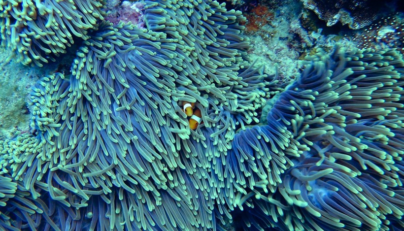 海底的珊瑚图片(15张)
