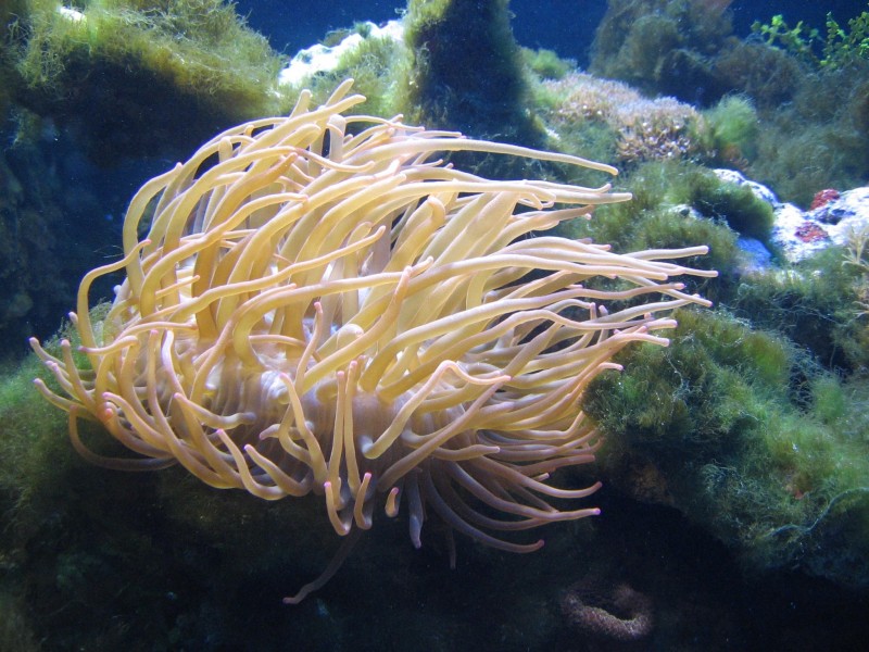 海底珊瑚图片(11张)