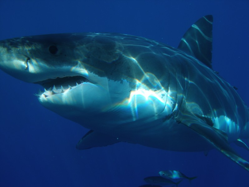 水中的鲨鱼图片(11张)